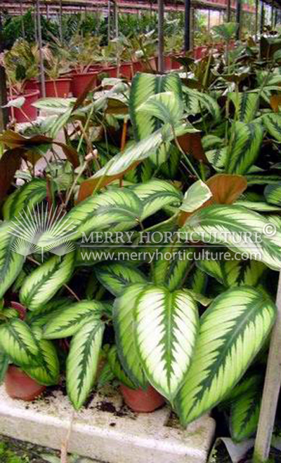 Calathea spp